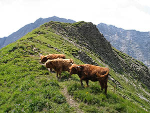 Hochlandrinder an der Pleisspitze [Zum Vergrößerm ankllicken]