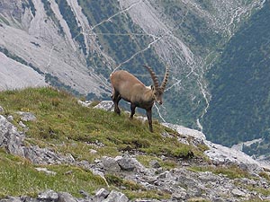 Steinbock am Sonnjoch [Zum Vergrößern anklicken]