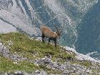 Steinbock_am_Sonnjoch_HQ.jpg